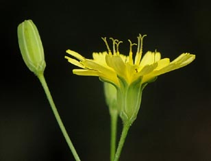 Lapsana communis / Lassana comune