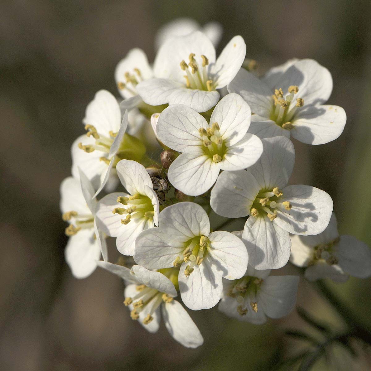 Cardamine pratensis / Crescione dei prati