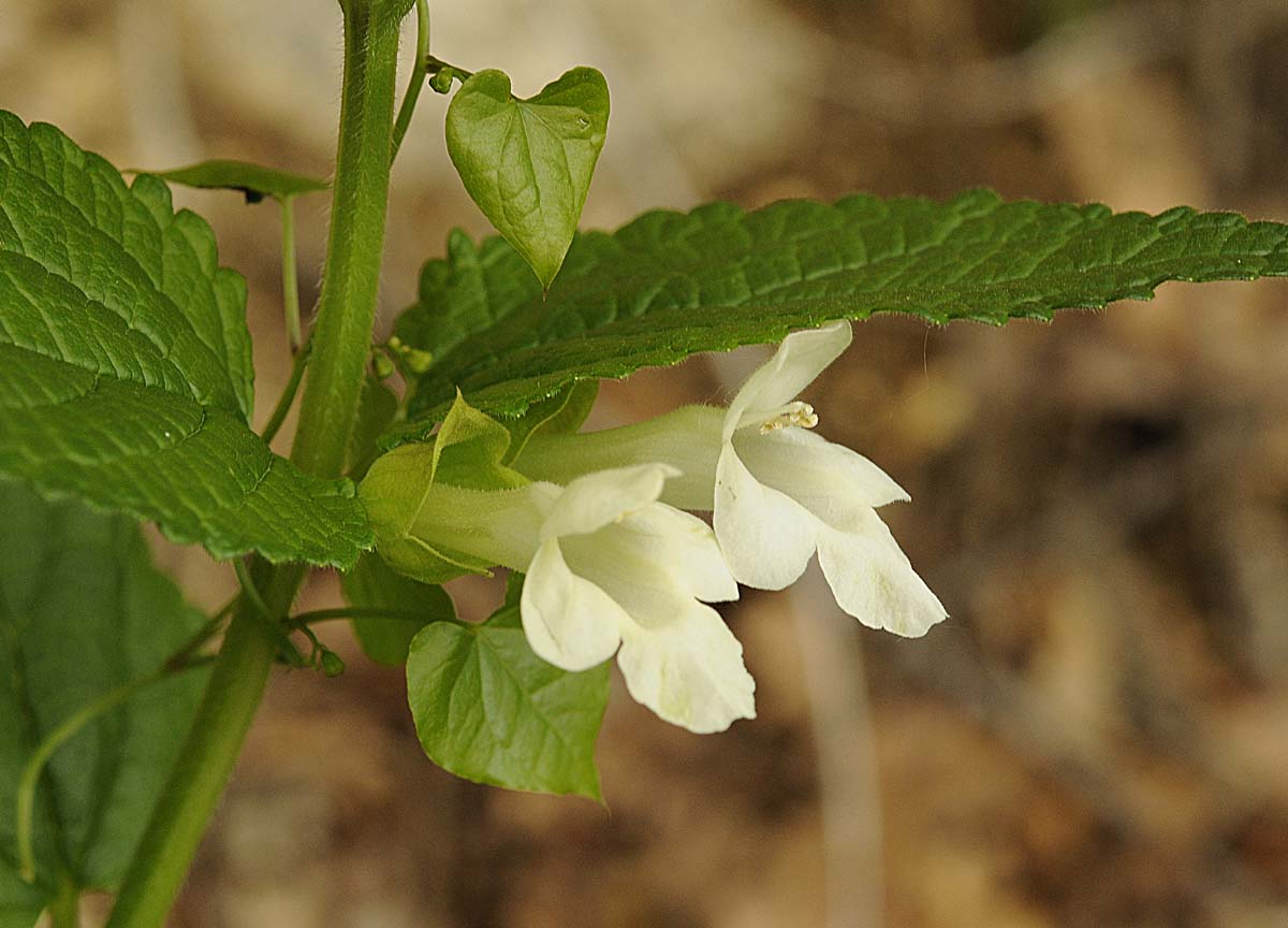 Melittis melissophyllum L.