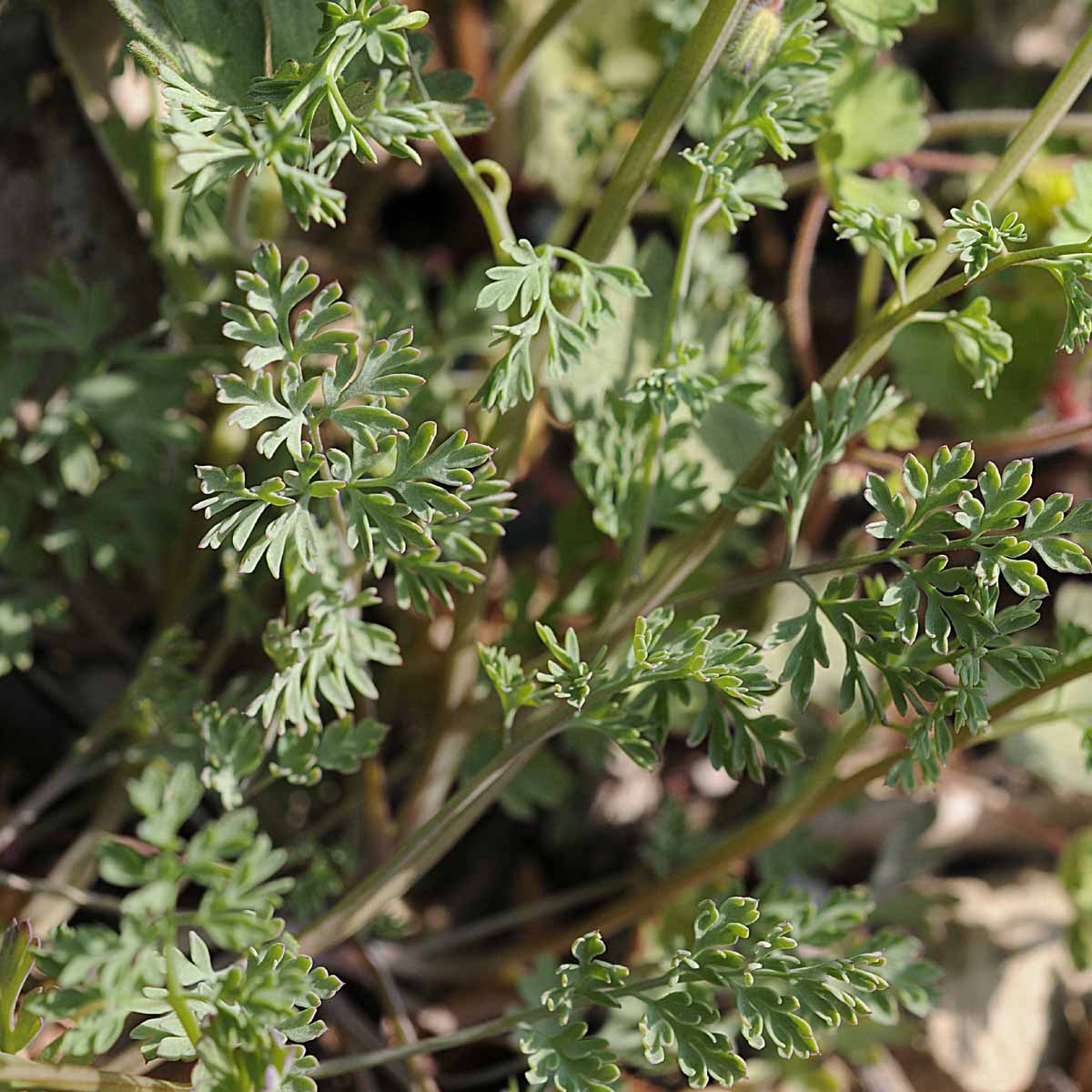 Fumaria officinalis subsp. officinalis / Fumaria comune