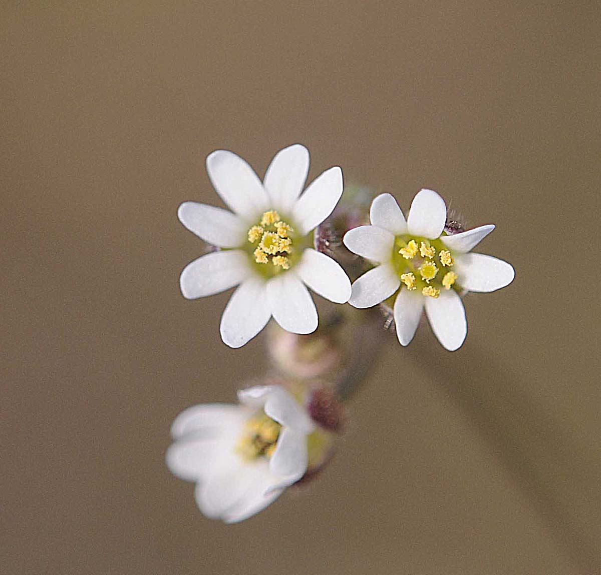 Erophila verna