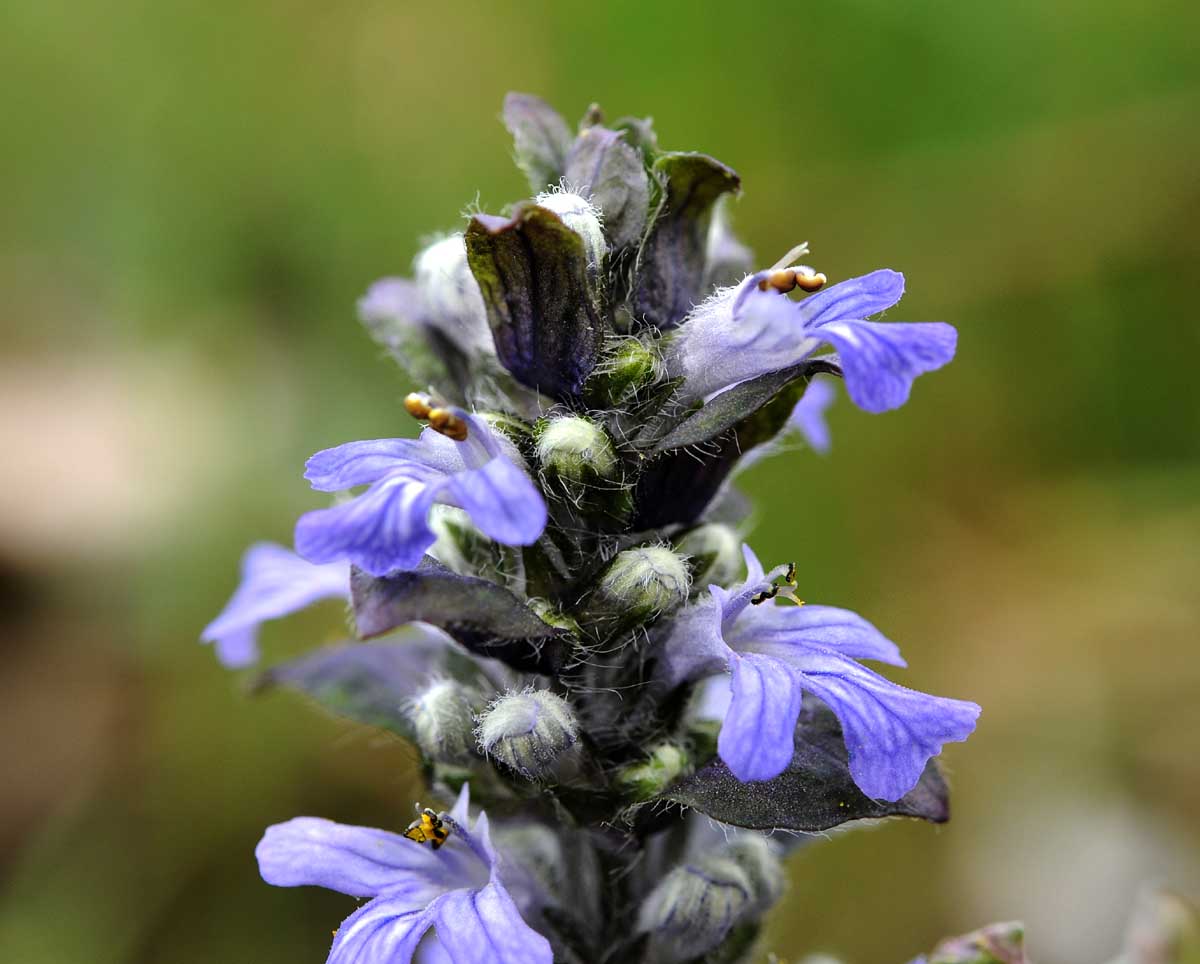 Ajuga reptans / Iva comune, Erba di S.Lorenzo