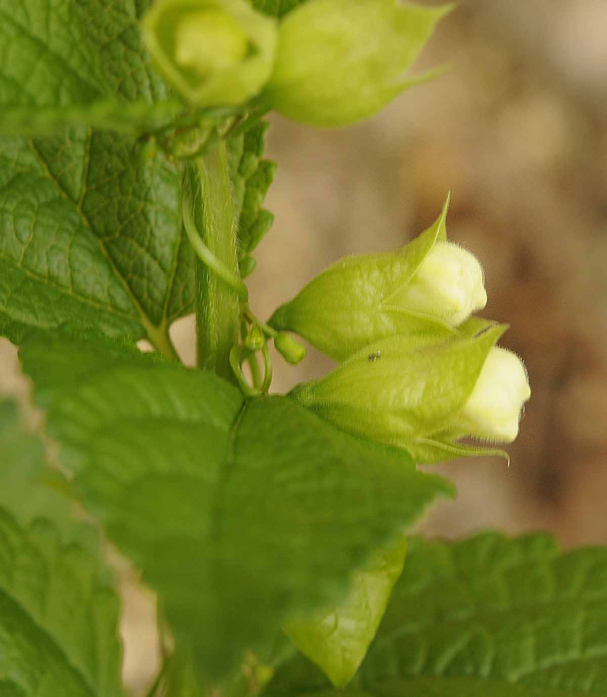 Melittis melissophyllum L.