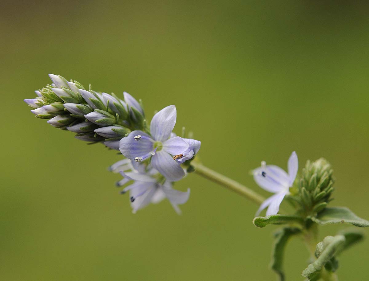 Veronica prostrata L. subsp. prostrata