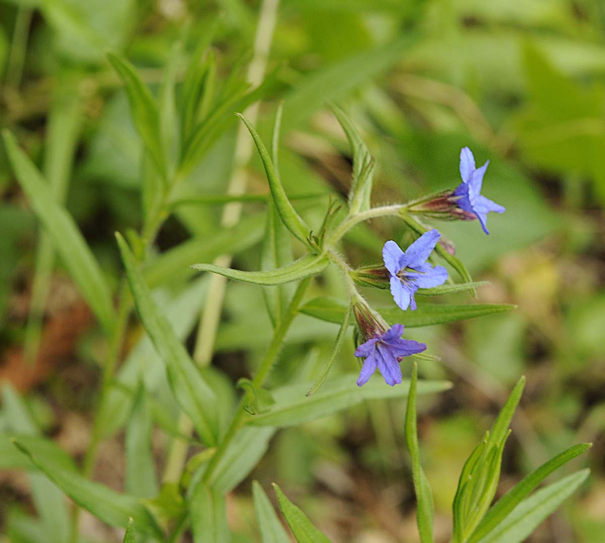Buglossoides purpurocaerulea (L.) I.M. Johnst