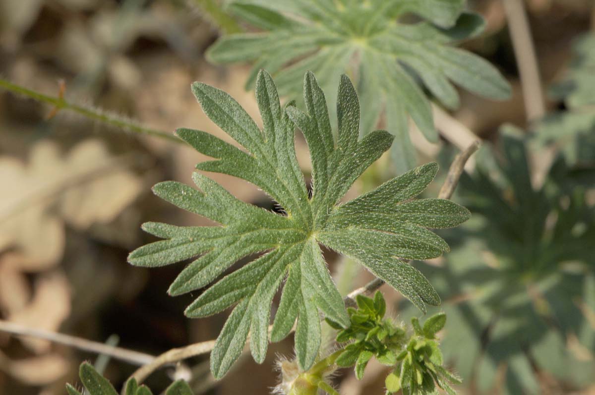 Geranium sanguineum L.