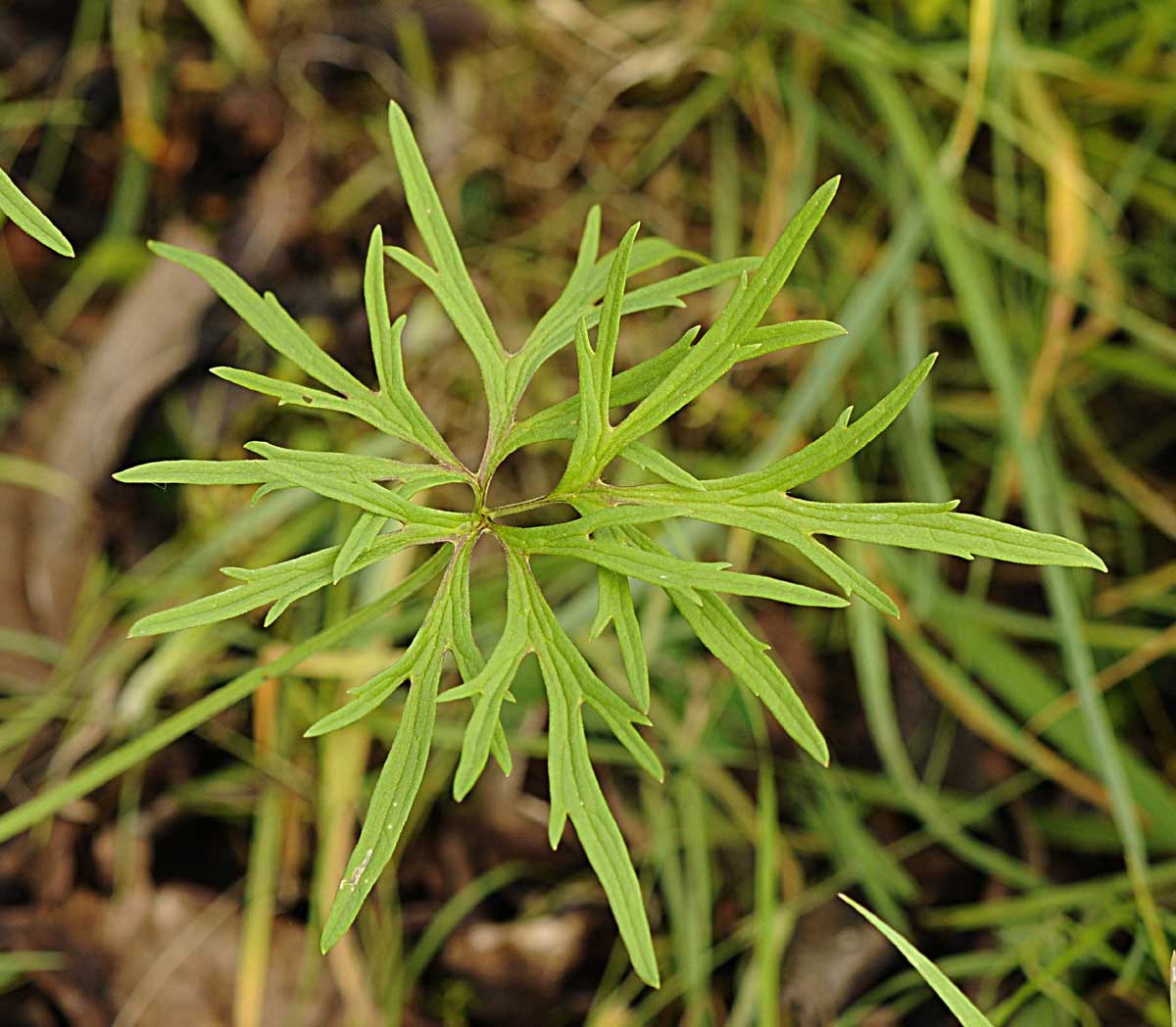Ranunculus acris L / Ranuncolo comune
