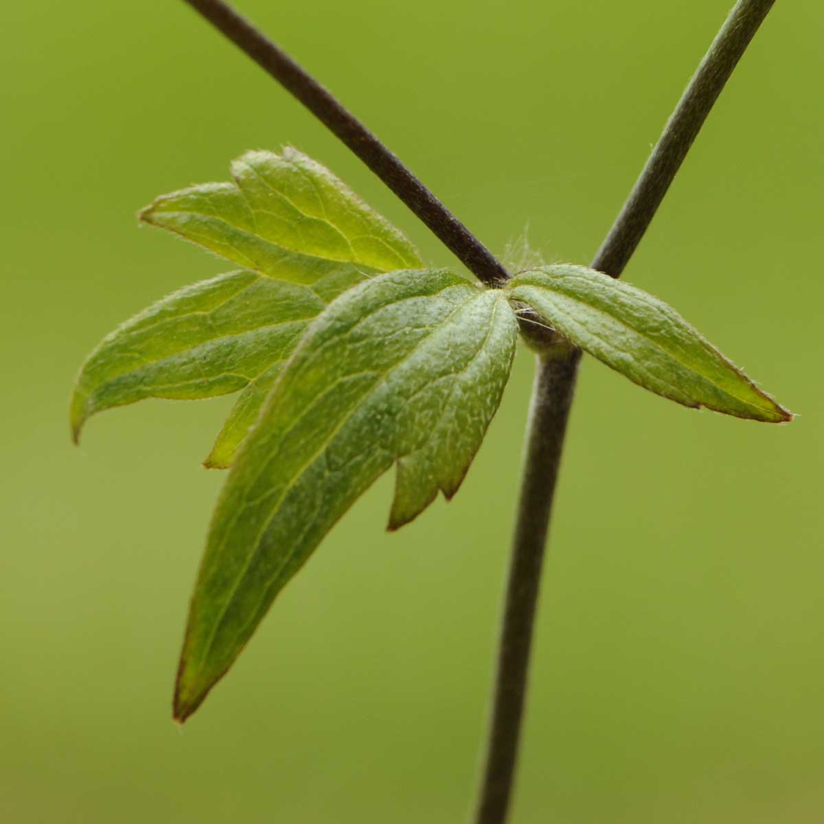 Ranunculus lanuginosus / Ranuncolo lanuto