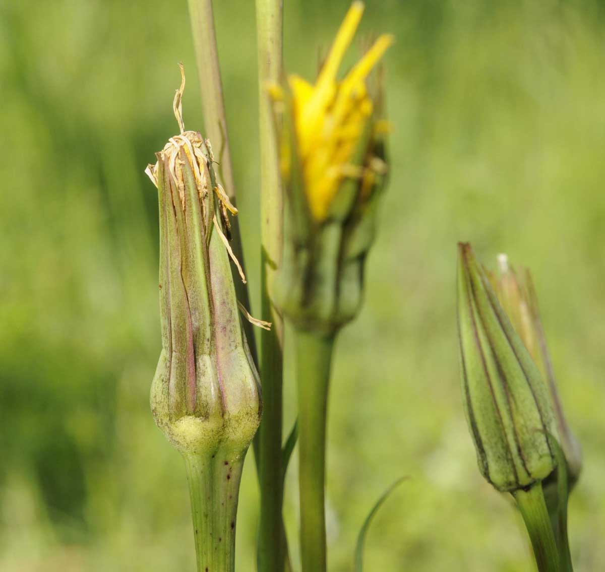 Tragopogon orientalis