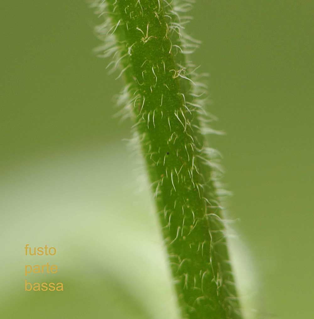 Myosotis da determinare
