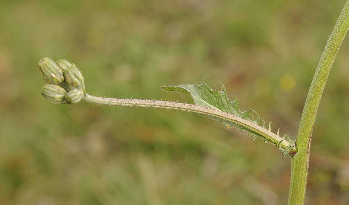 Crepis vesicaria subsp. taraxacifolia