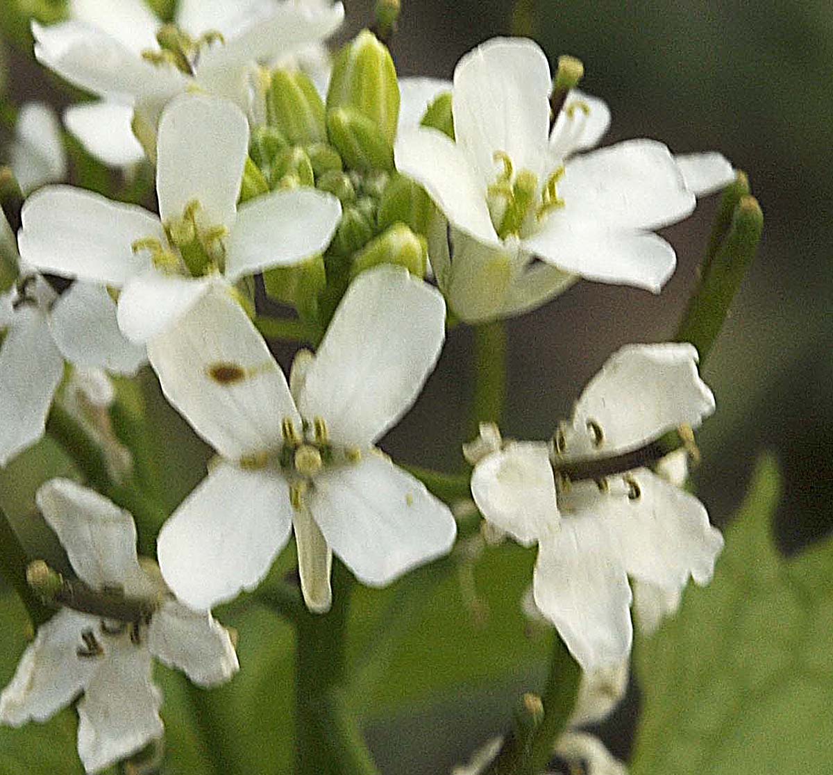 Alliaria petiolata (M. Bieb.) Cavara & Grande