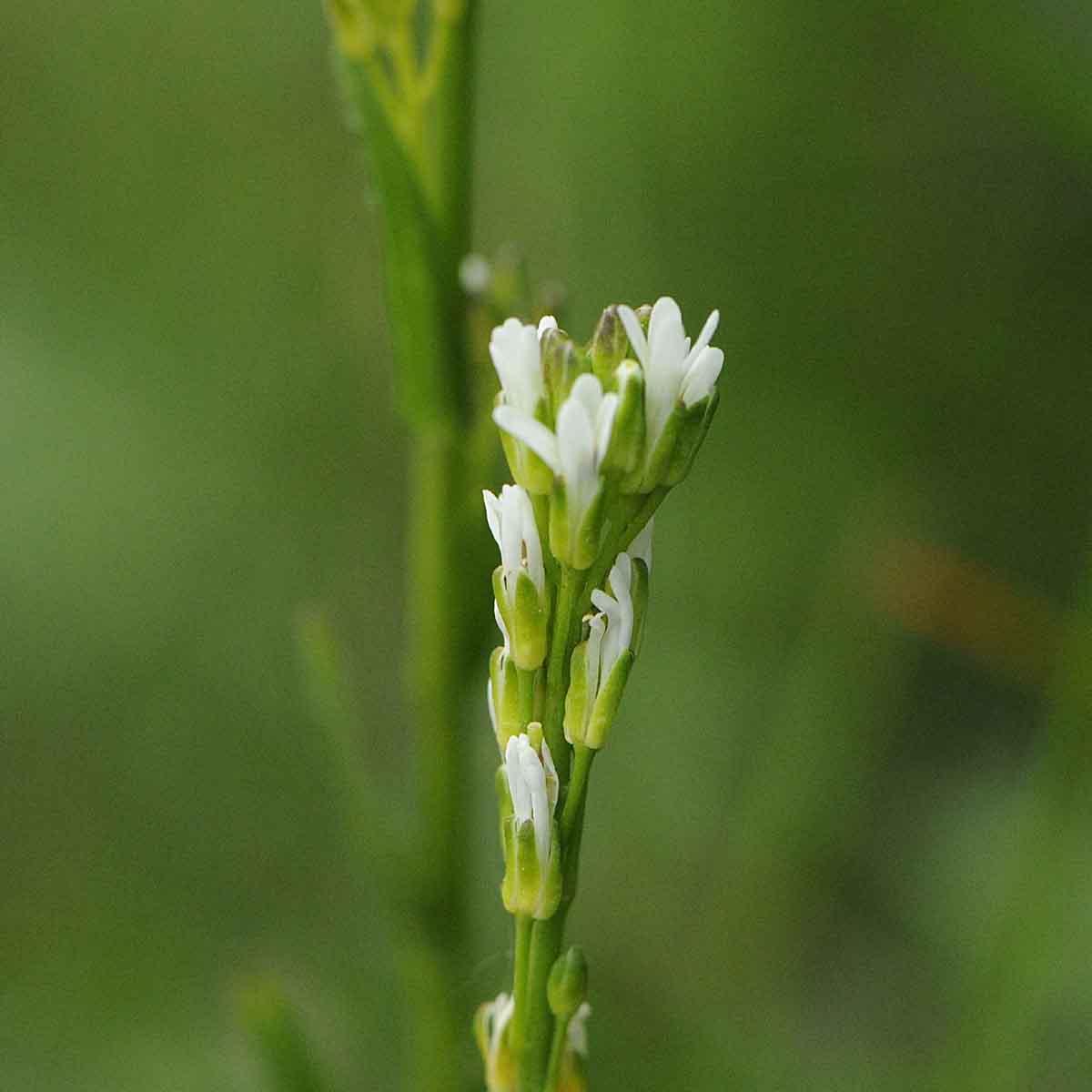 Erbacea longilinea  con rosetta basale - Arabis hirsuta