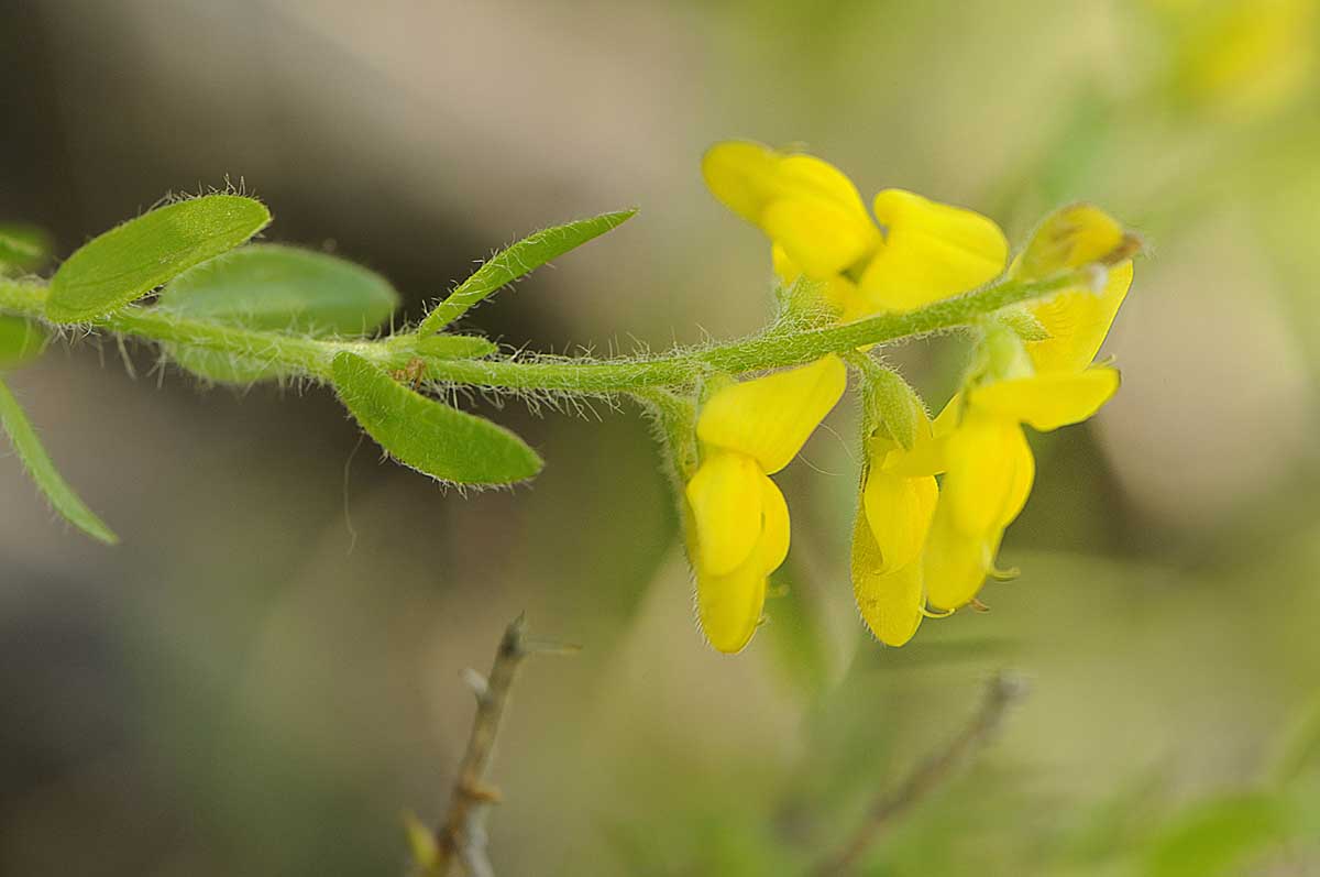 Genista germanica / Ginestra spinosa