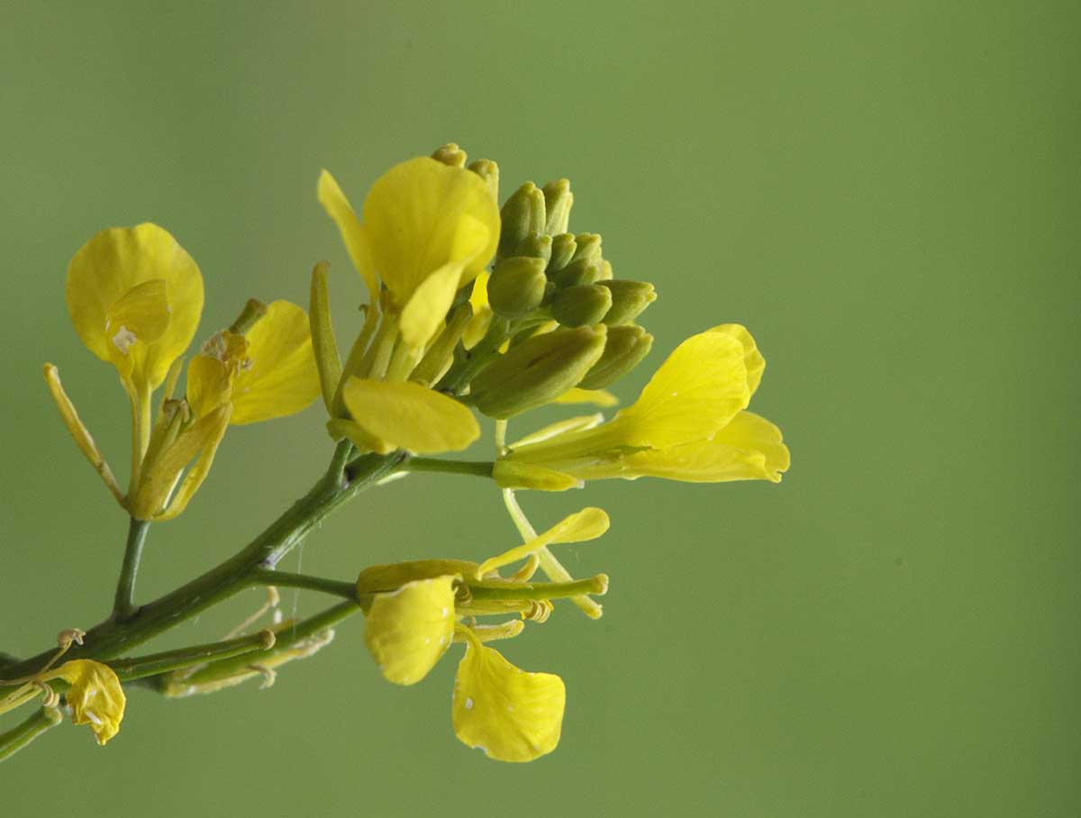 Sinapis arvensis