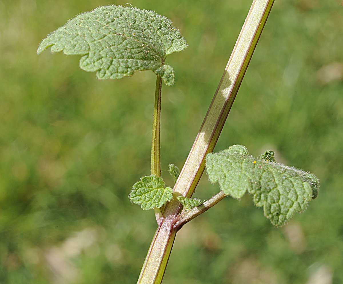 Lamium purpureum