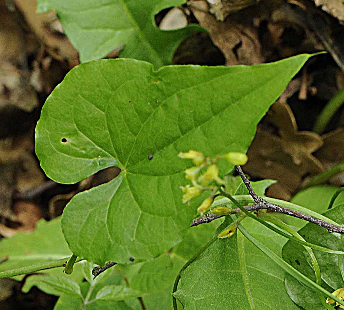 Dioscorea (=Tamus) communis / tamaro