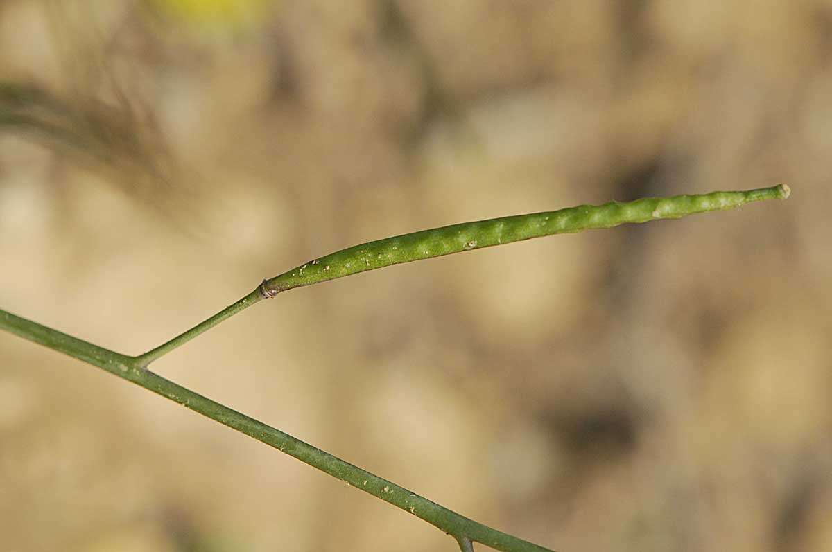 Diplotaxis muralis / Ruchetta dei muri