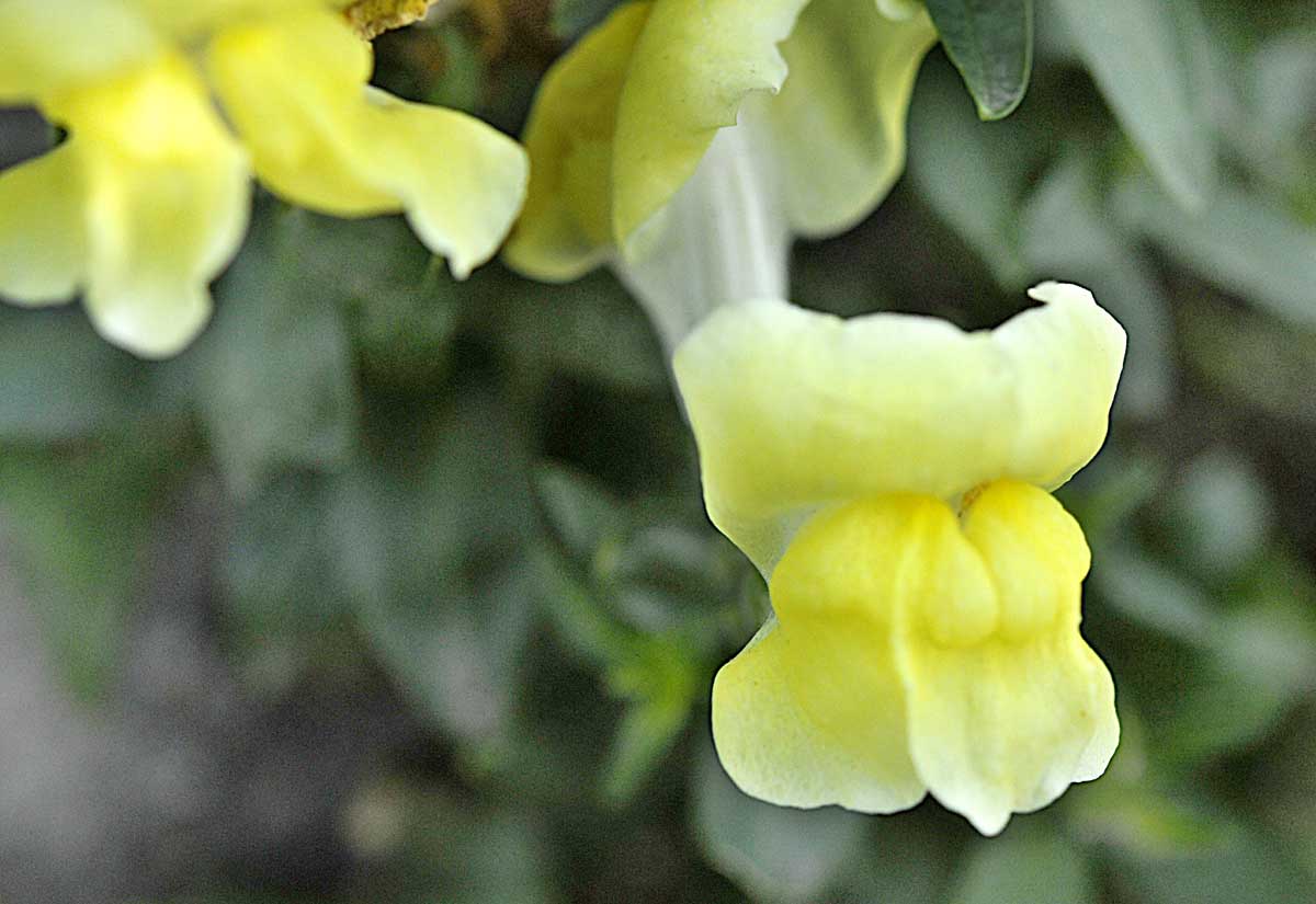 Sbuca da un muro: Antirrhinum majus, cultivar