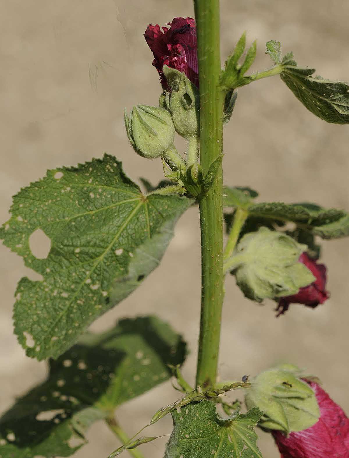 Alcea rosea / Malvone roseo