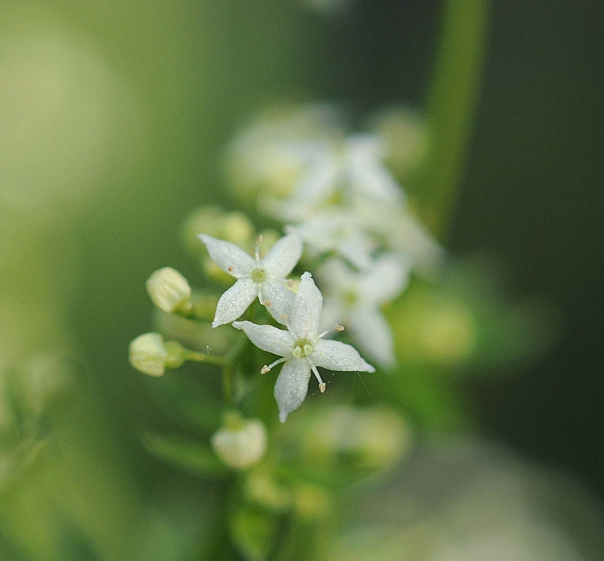 Galium mollugo / Caglio tirolese