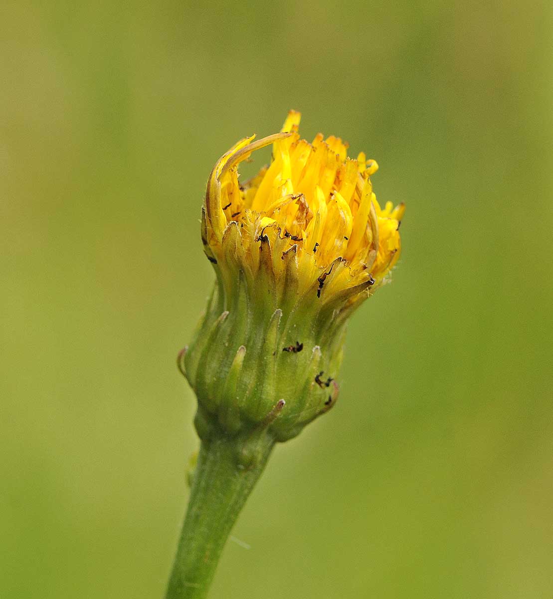 Leontodon hispidus