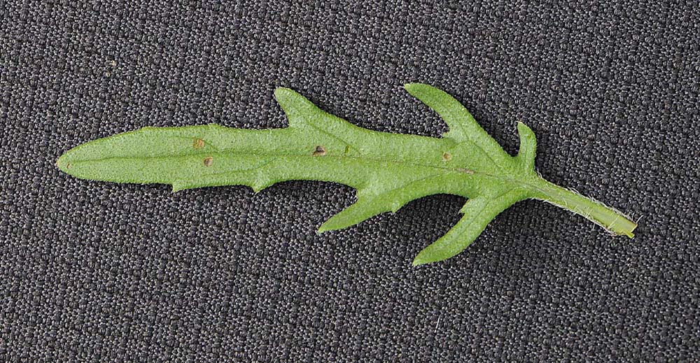 Prunella laciniata / Prunella gialla