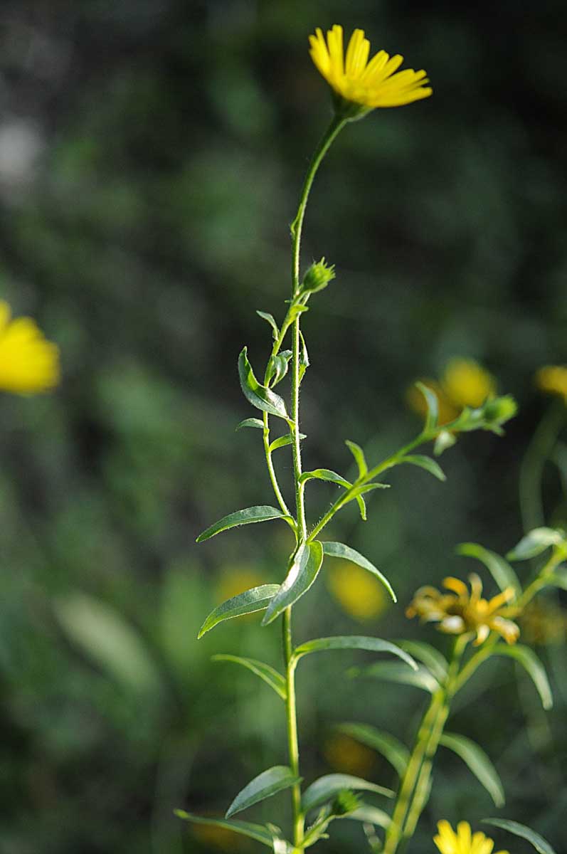 Buphthalmum salicifolium subsp. salicifolium