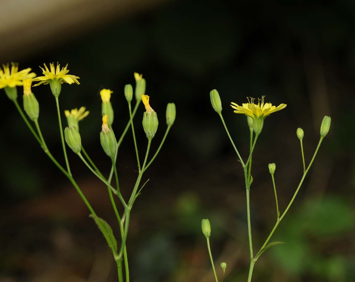 Lapsana communis / Lassana comune
