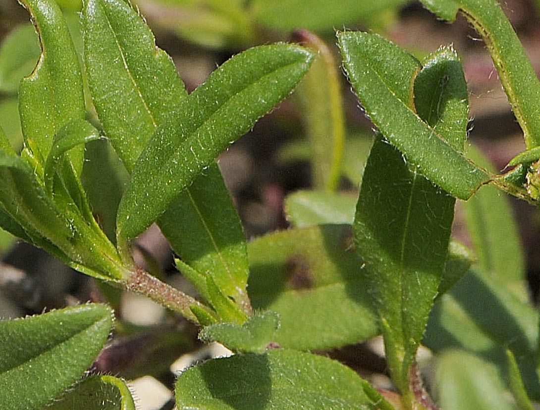 Helianthemum mummularium s. l.