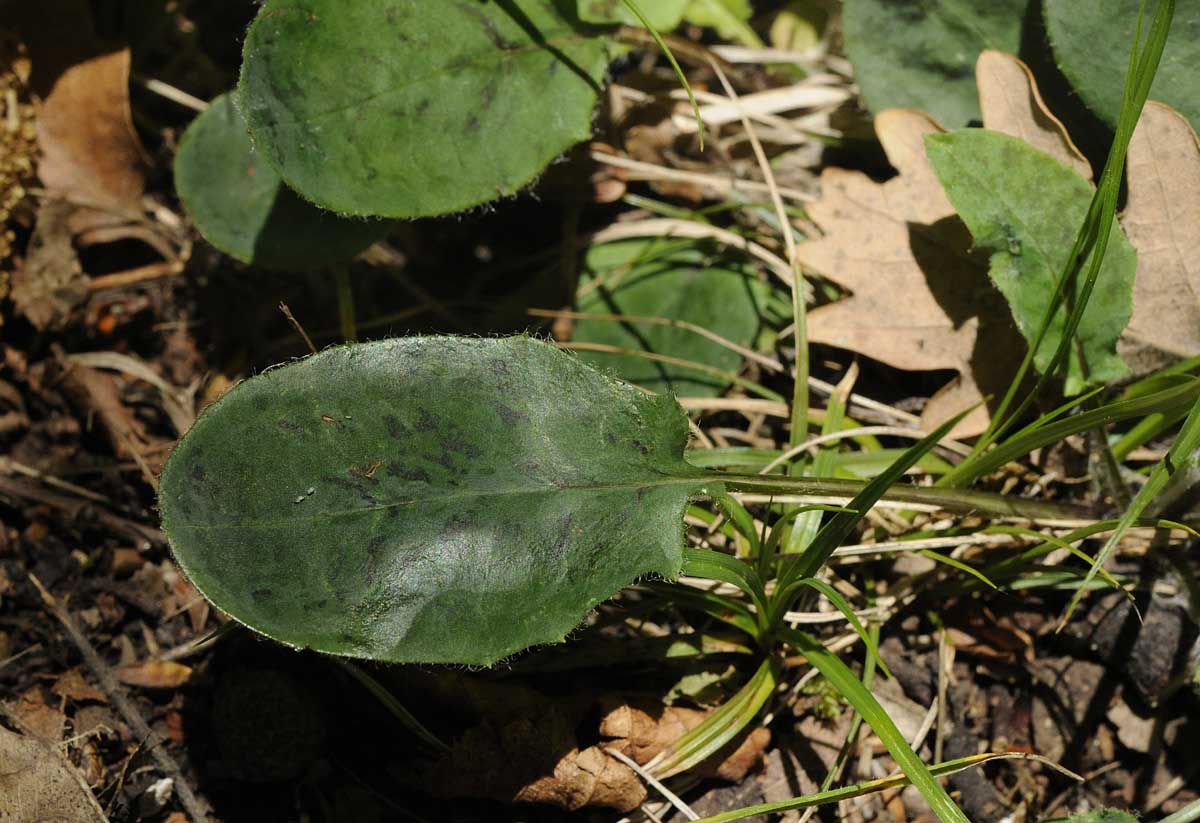 Hieracium a foglie macchiate