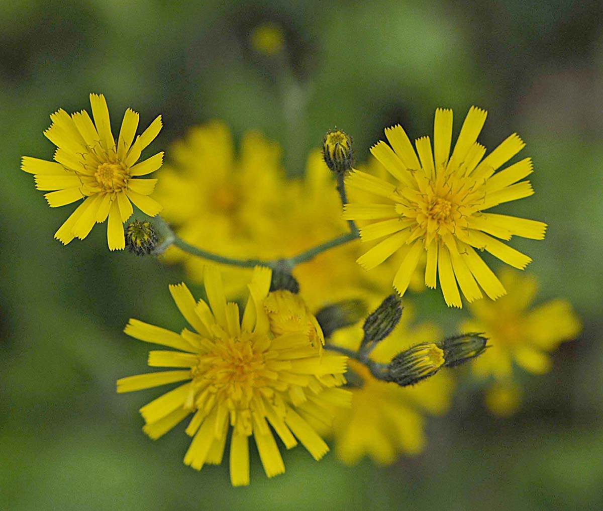 Hieracium bifidum?