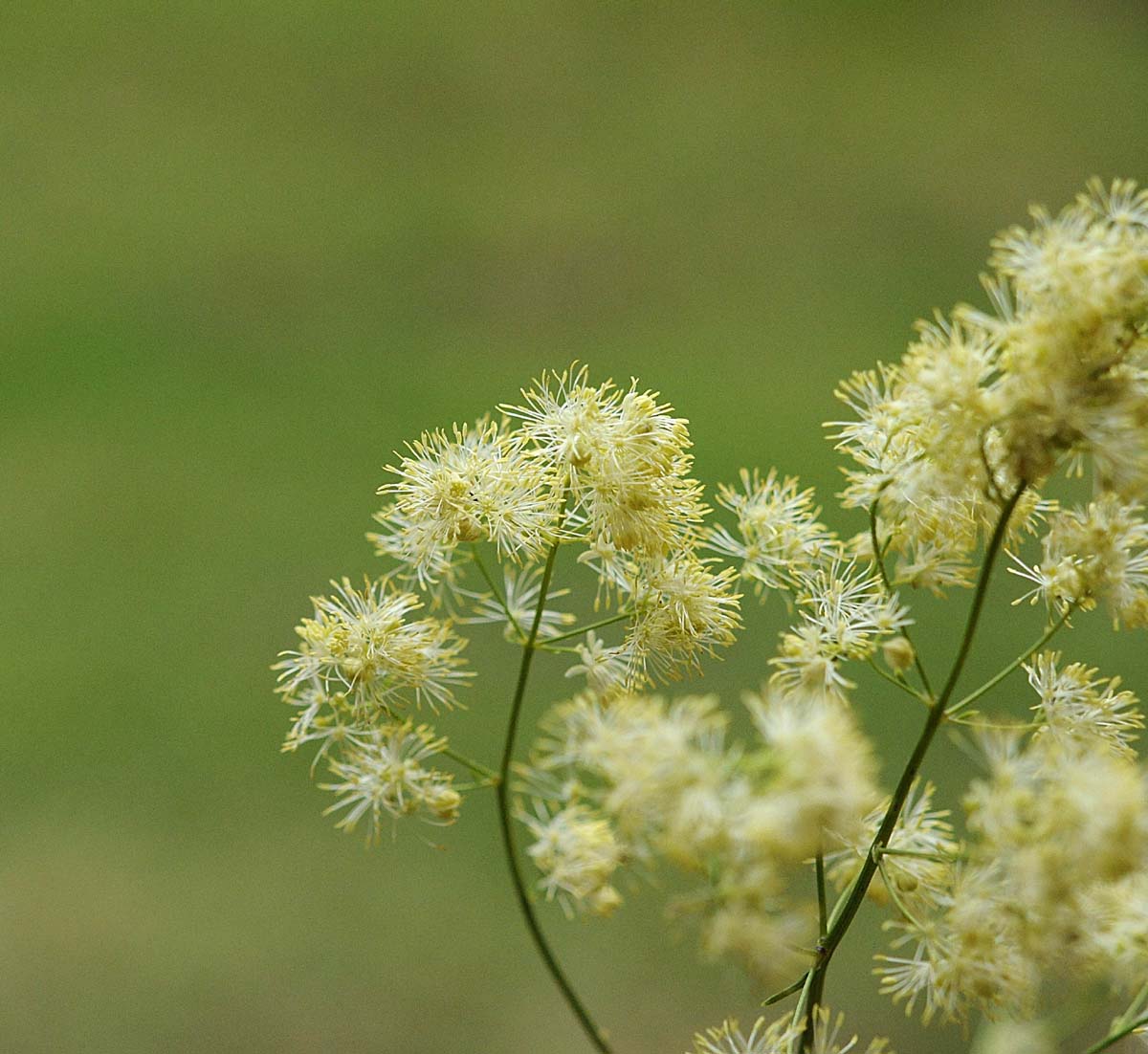 Apiacea?  no, Ranunculaceae: Thalictrum cfr. lucidum