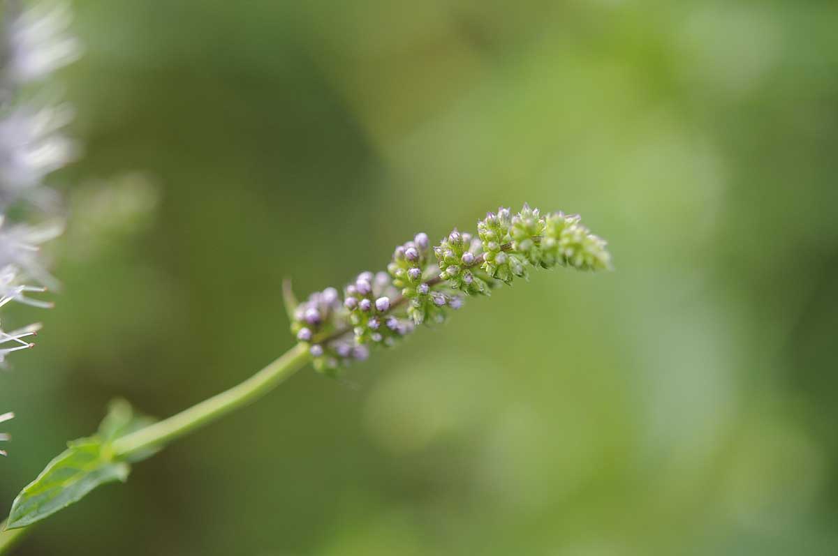 Mentha spicata?