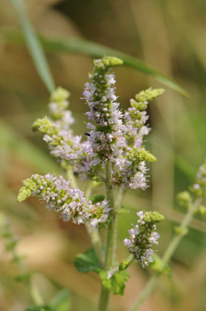 Mentha suaveolens?