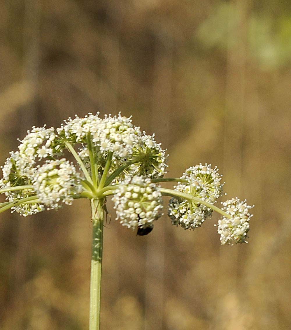 Peucedanum cervaria?