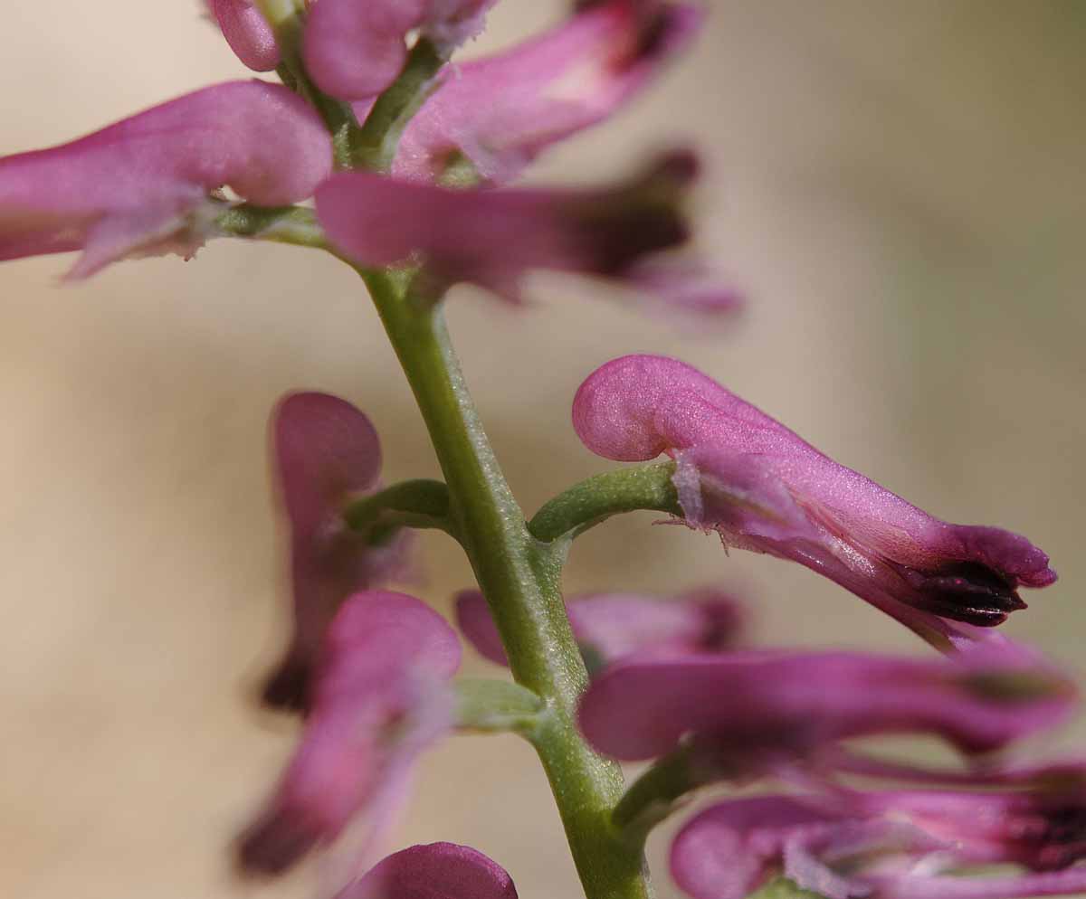 Fumaria officinalis subsp. officinalis / Fumaria comune