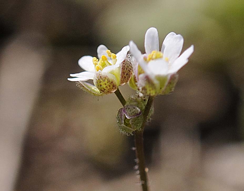 Erophila verna