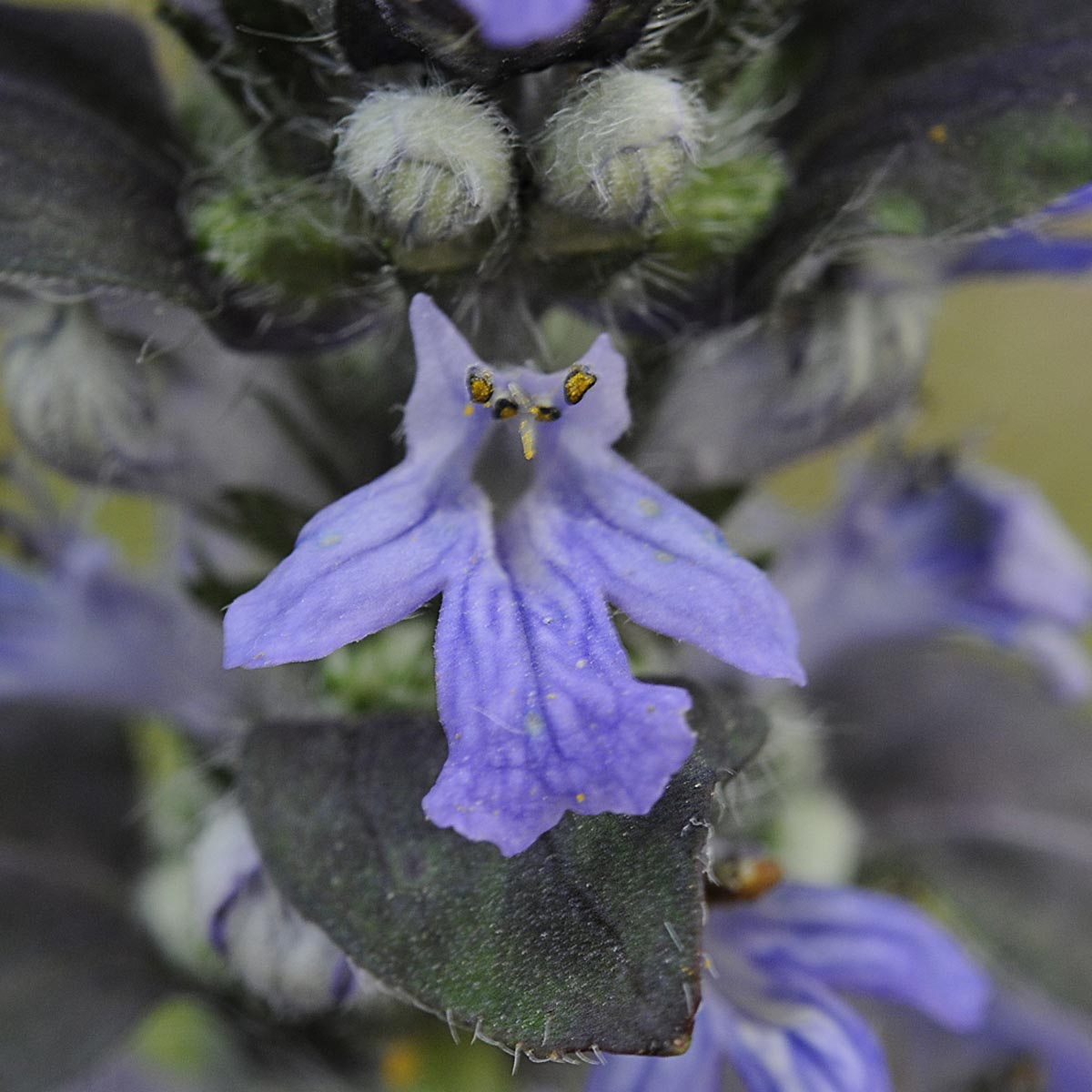 Ajuga reptans / Iva comune, Erba di S.Lorenzo