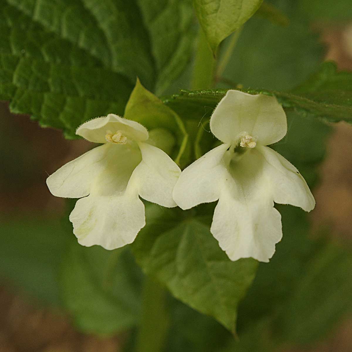 Melittis melissophyllum L.