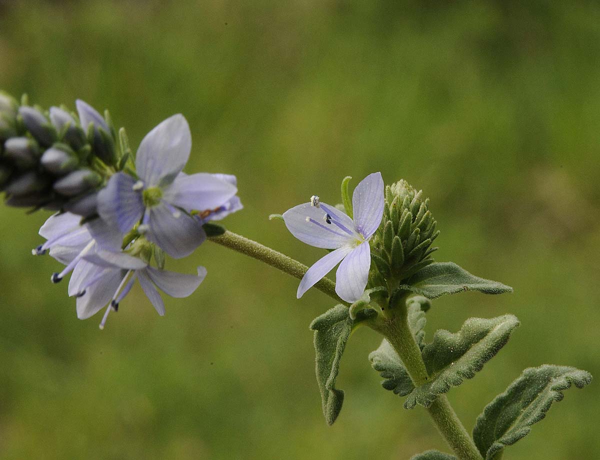 Veronica prostrata L. subsp. prostrata