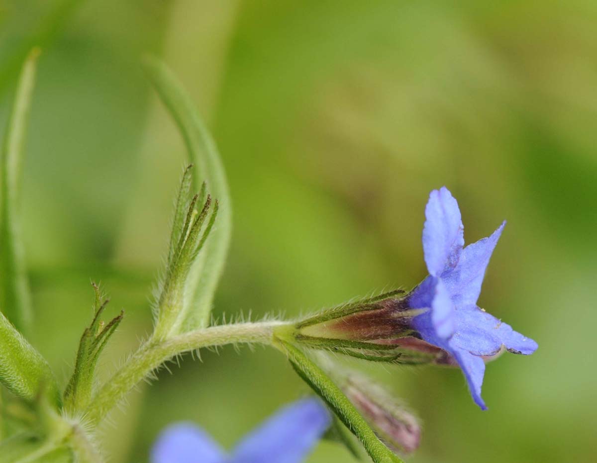 Buglossoides purpurocaerulea (L.) I.M. Johnst