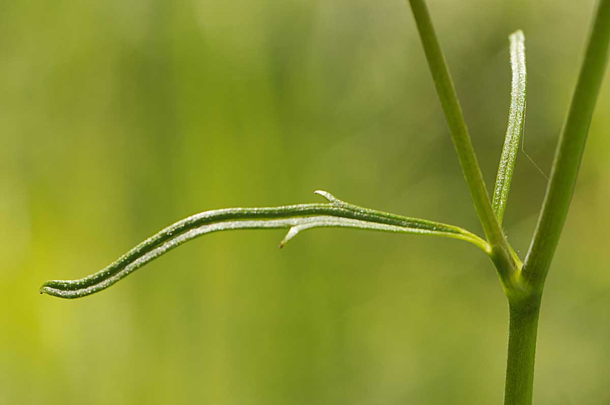 Ranunculus acris L / Ranuncolo comune