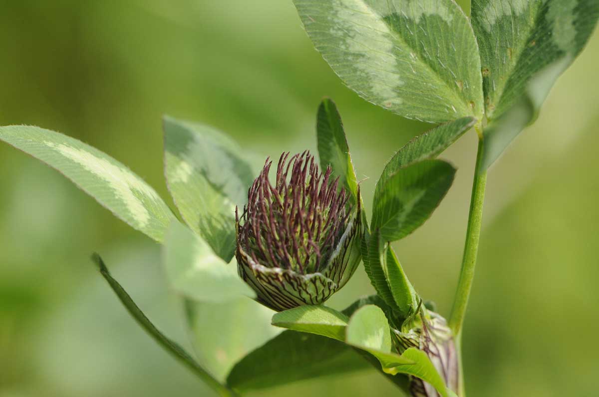 Trifolium pratense / Trifoglio dei prati