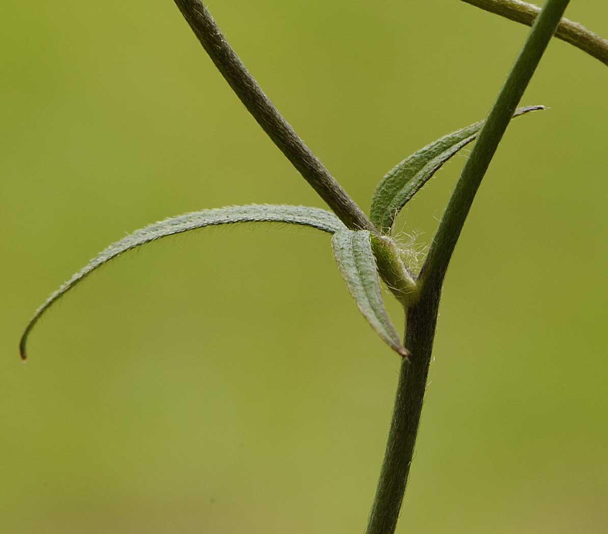 Ranunculus lanuginosus / Ranuncolo lanuto