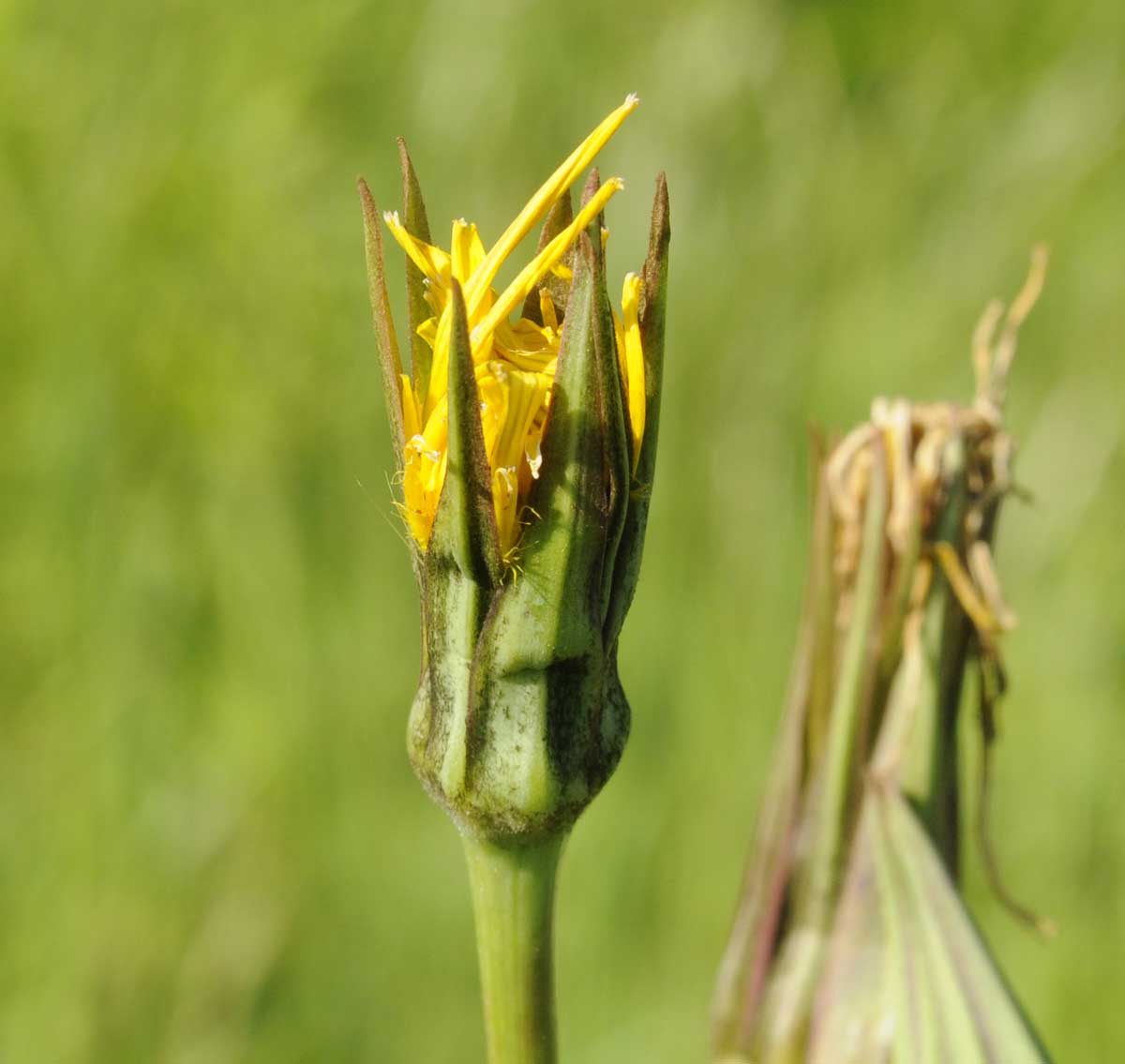 Tragopogon orientalis