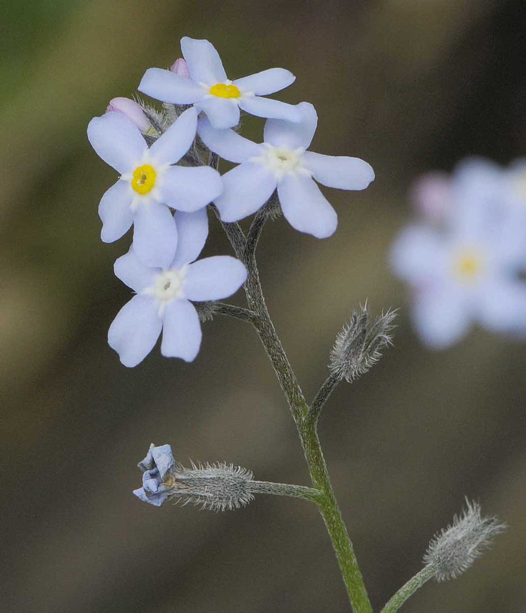 Myosotis da determinare