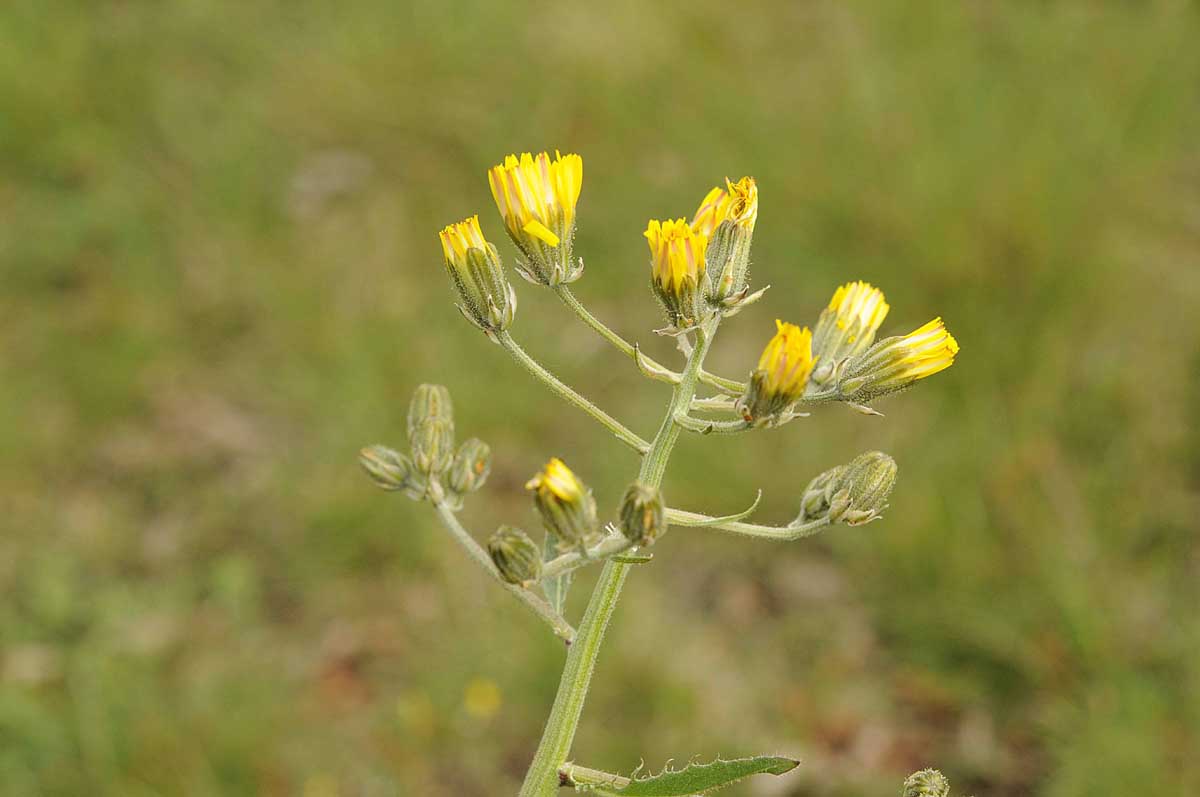 Crepis vesicaria subsp. taraxacifolia