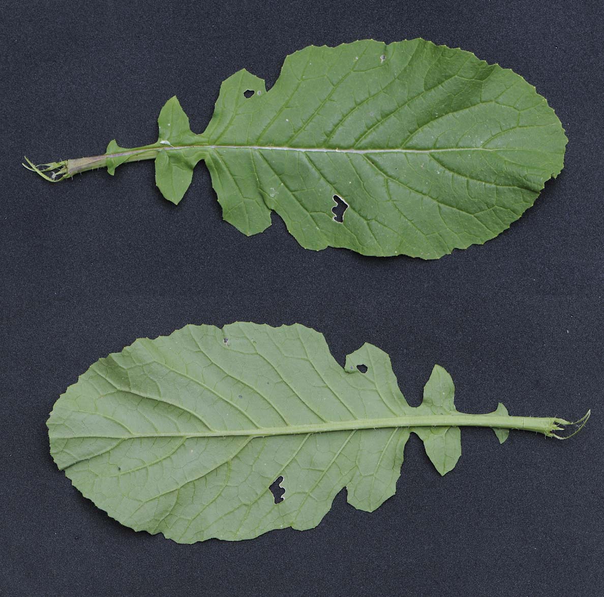 Sinapis arvensis