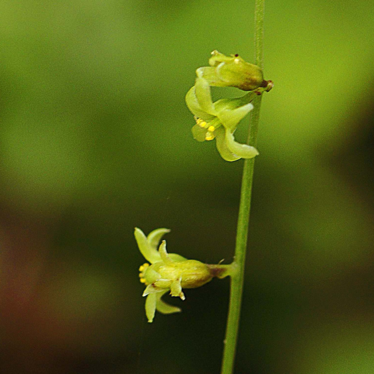 Dioscorea (=Tamus) communis / tamaro